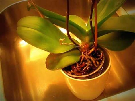 Vattna orkidé med diskmedel
